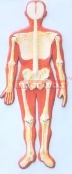 HUMAN  COMPOSITIVE SKELETON & NERVES SYSTEM, WOODEN PLATE  (B TYPE)